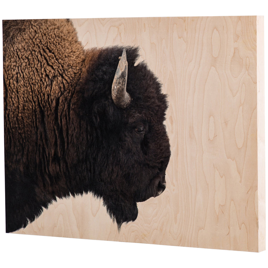 Four Hands Art Studio American Bison by Getty Images