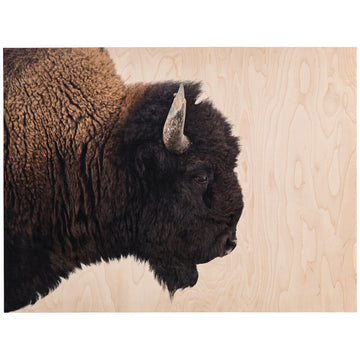 Four Hands Art Studio American Bison by Getty Images