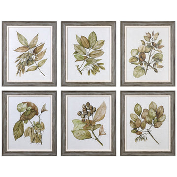 Uttermost Seedlings Framed Prints, 6-Piece Set
