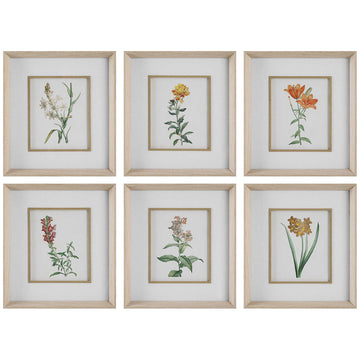 Uttermost Classic Botanicals Framed Prints, 6-Piece Set