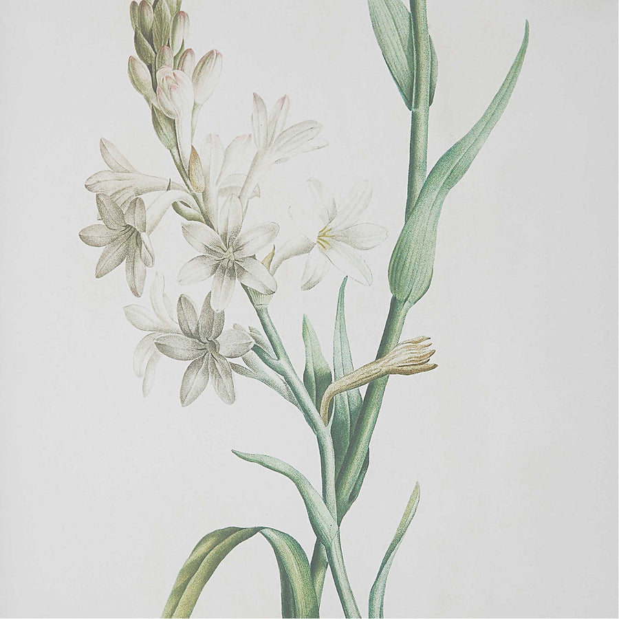 Uttermost Heirloom Blooms Study Framed Prints, 4-Piece Set