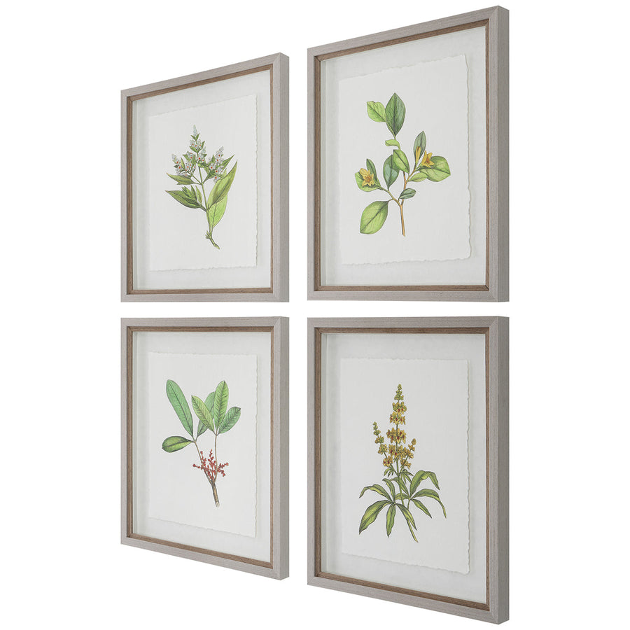 Uttermost Wildflower Study Framed Prints, 4-Piece Set