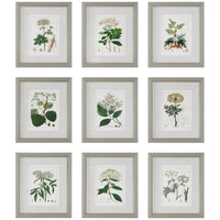 Uttermost Antique Botanicals Framed Prints, 9-Piece Set