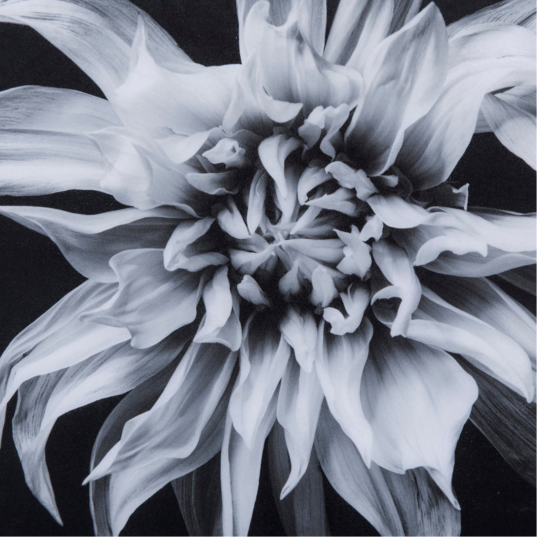Sonder Living Black & White Flower - Epoxy Art Style F