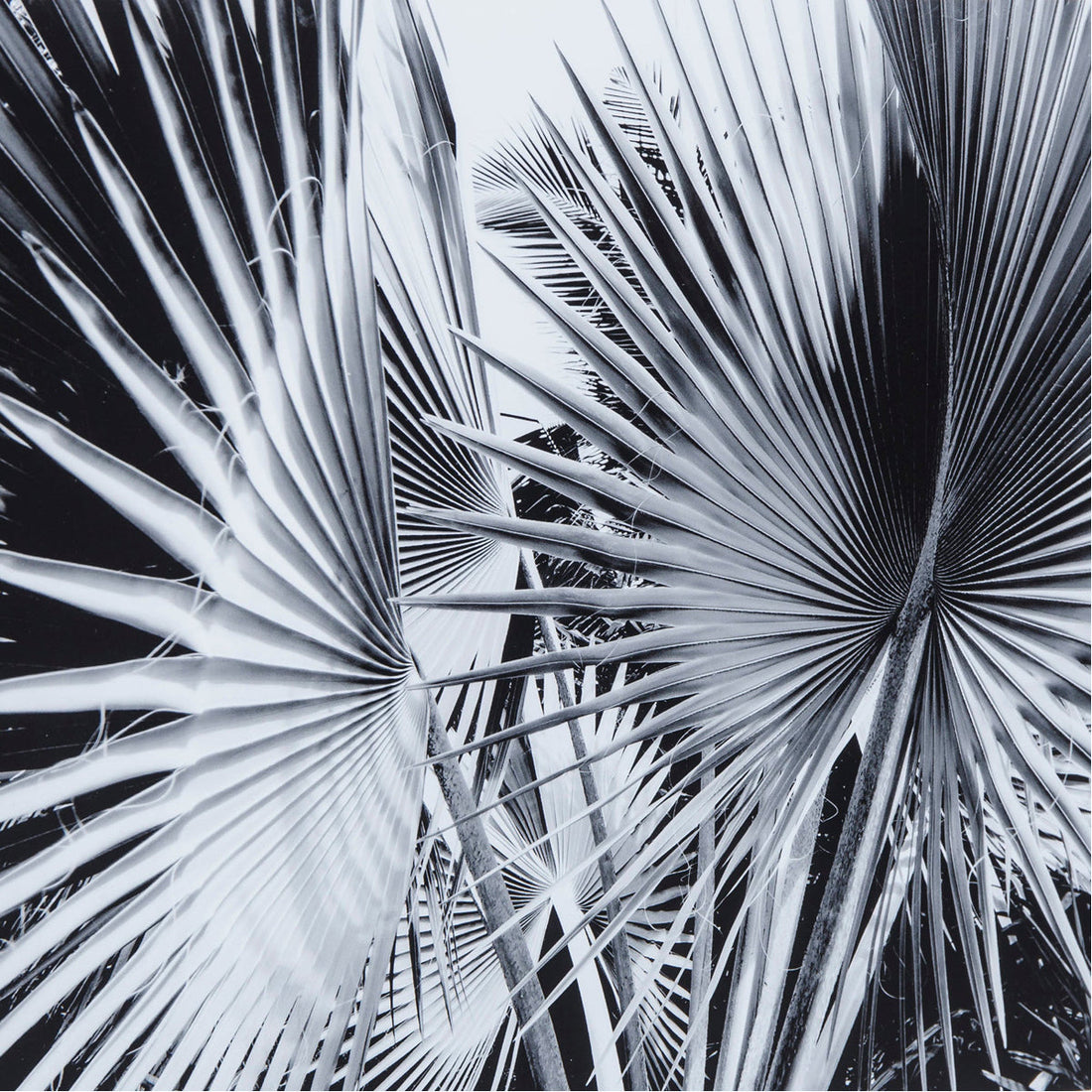 Sonder Living Black & White Palm Leaves Style C