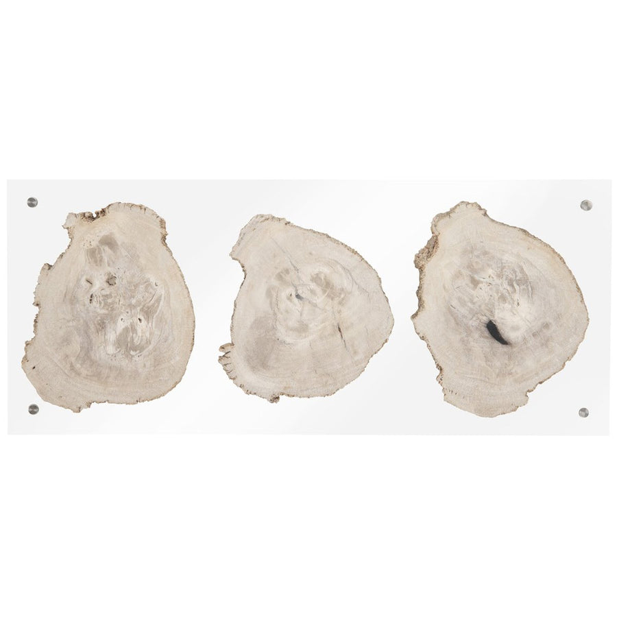 Phillips Collection Floating Petrified Triple Slice Wall Art