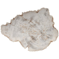 Phillips Collection Petrified Wood Plate, Assorted Color and Shape