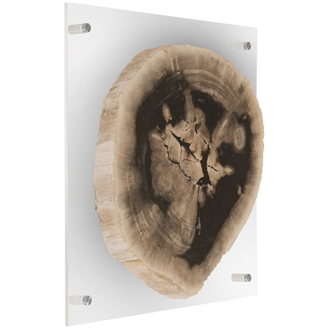 Phillips Collection Floating Petrified Slice Wall Art, Assorted