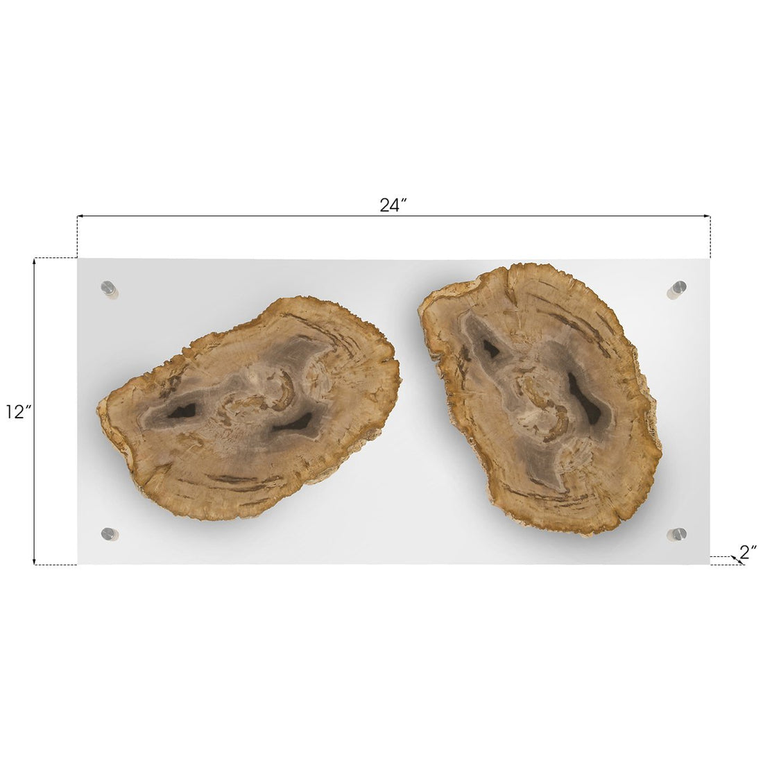 Phillips Collection Floating Petrified Double Slice Wall Art