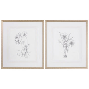 Uttermost Botanical Sketches Framed Prints, 2-Piece Set