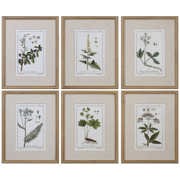 Uttermost Green Floral Botanical Study Prints, 6-Piece Set